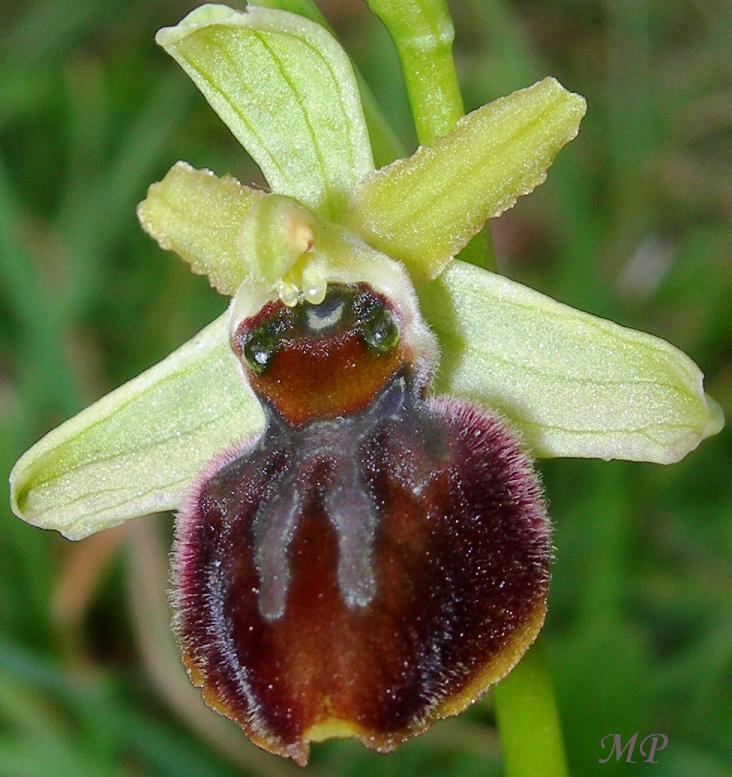 Orchidee dal Parco Naturale Regionale dei Monti Lucretili